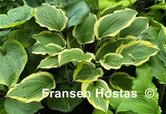 Hosta Lakeside Ring Master